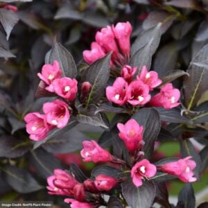 Weigela – Spilled Wine® – #3 Container