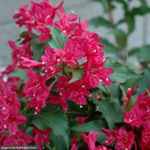 Weigela – Sonic Bloom® Red Reblooming – #3 Container