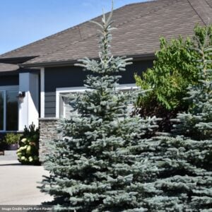 Blue Spruce (Colorado) – Baby Blue – #7 Container