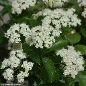 Viburnum – Blue Muffin® – #3 Container