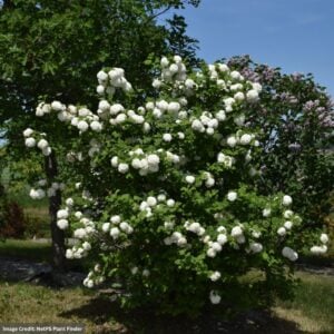 Viburnum – Snowball – #3 Container