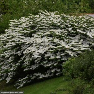 Viburnum (Mariesii) – Maries Doublefile – #3 Container