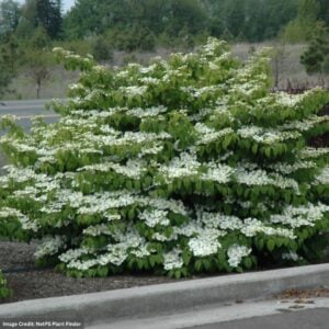 Viburnum – Shasta Doublefile – #7 Container