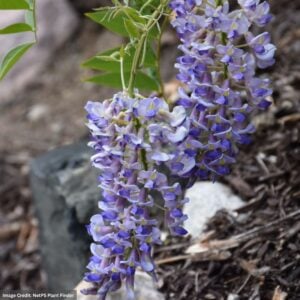 Wisteria – Blue Moon – #5 Container