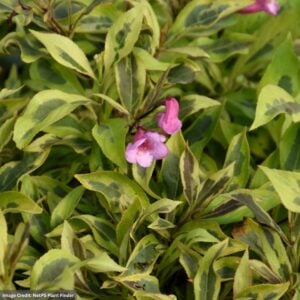 Weigela – Bubbly Wine® – #3 Container