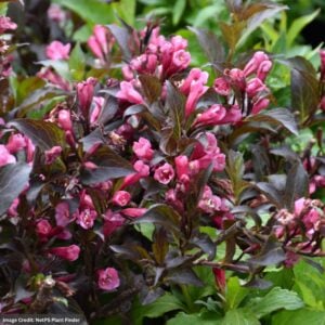 Weigela – Shining Sensation™ – #3 Container