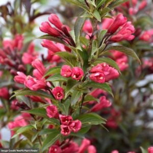 Weigela – Electric Love® – #2 Container