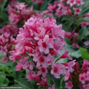 Weigela – Sonic Bloom® Pink Reblooming – #3 Container