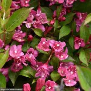 Weigela – Date Night™ Strobe™ – #3 Container