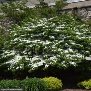 Viburnum – Doublefile – #5 Container