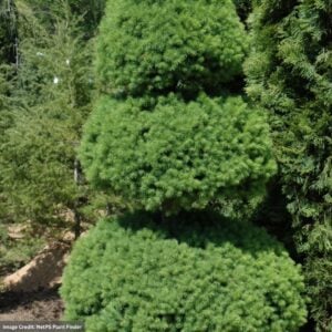 Spruce – Dwarf Alberta (Pom Pom) – #15 Container
