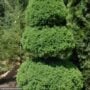 Spruce – Dwarf Alberta (Pom Pom) – #15 Container