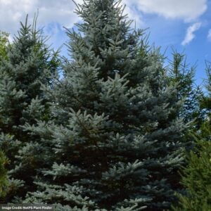 Blue Spruce (Colorado) – Baby Blue Eyes – 4-5ft – B&B