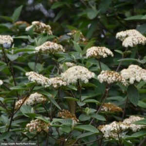 Viburnum – Alleghany – #5 Container