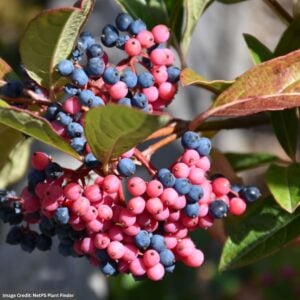 Viburnum – Brandywine – #7 Container