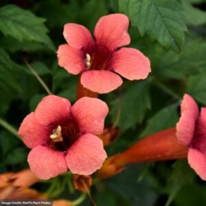 Trumpet Vine – Flamenco – #1 Container