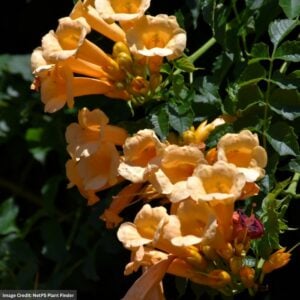 Trumpet Vine – Yellow – #1 Container