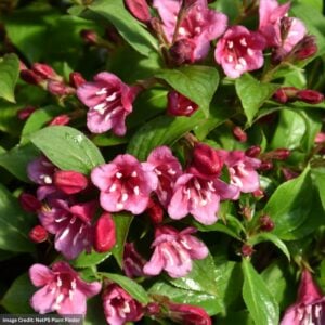 Weigela – Snippet® Dark Pink Reblooming – #3 Container
