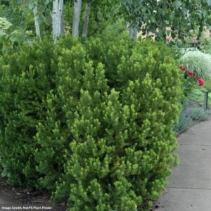 Yew – Hicks – #5 Container