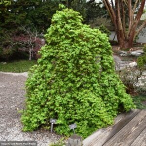 Japanese Maple – Ryusen Weeping – #7 Container