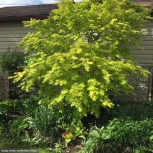 Japanese Maple – Orange Dream – #3 Container