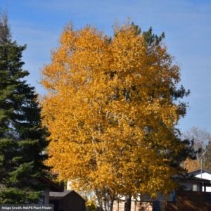 Paper Birch – Clump – #15 Container