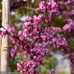 Redbud – Midnight Express® – #7 Container