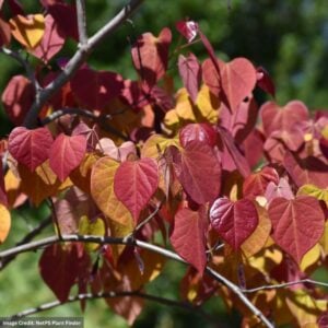 Redbud – Flame Thrower® – #7 Container