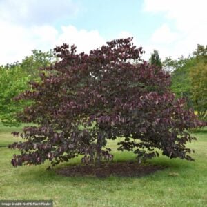 Redbud – Forest Pansy – #15 Container