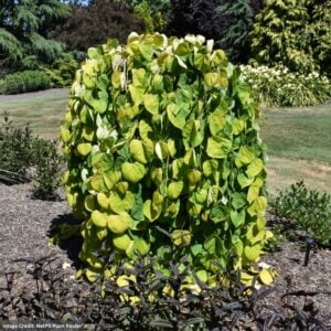 Redbud – Golden Falls® – #7 Container