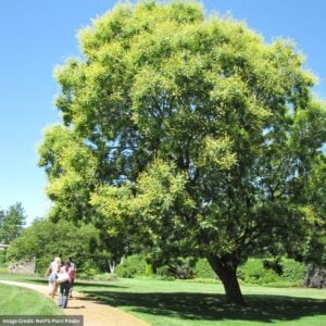 Golden Rain Tree – #7 Container