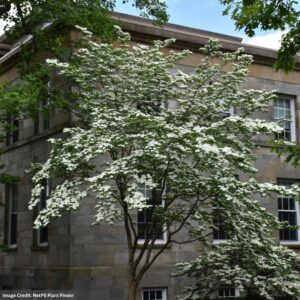 Dogwood – Celestial – #7 Container