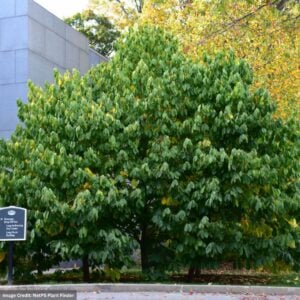 Pawpaw Tree – 1.75-2″ Caliper – B&B