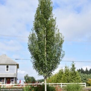 Red Maple – Armstrong Gold – #7 Container