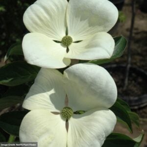 Dogwood – Venus – #10 Container