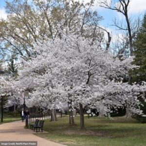 Cherry Blossom – Yoshino – #3 Container