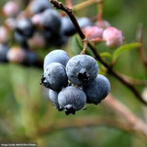 Blueberry Highbush - Chandler - #2 Container