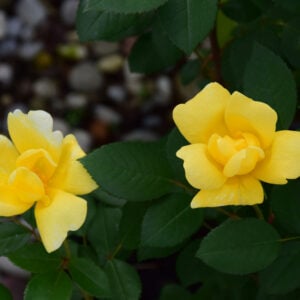 Rose – Sunny Knock Out – #2 Container
