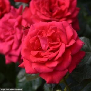 Rose (Shrub) – Easy Elegance Super Hero – #2 Container