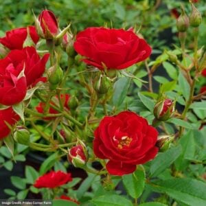 Rose (Shrub) – Easy Elegance Chi – #2 Container