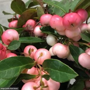 Wintergreen (Gaultheria Procumbens) – Winter Fiesta – #1 Container