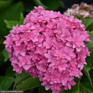 Hydrangea Macrophylla – Starfield – #3 Container