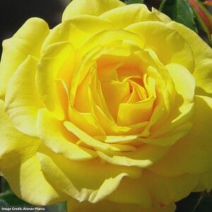 Rose (Floribunda) - True Joy - #2 Container