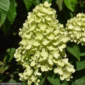 Hydrangea Paniculata – Dragon Baby™ – #3 Container