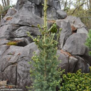 White Spruce - North Pole - #3 Container