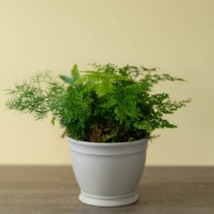 Frolicking Fern Planter