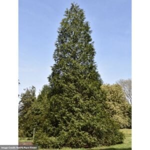 Arborvitae – Spring Grove® – #3 Container