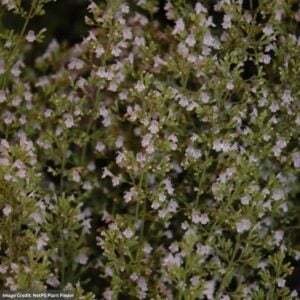 Dwarf Calamint (Calamintha nepeta) – Montrose White – #1 Container