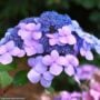Hydrangea Macrophylla – Twist-n-Shout® – #3 Container