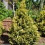Falsecypress – Soft Serve Gold – #3 Container